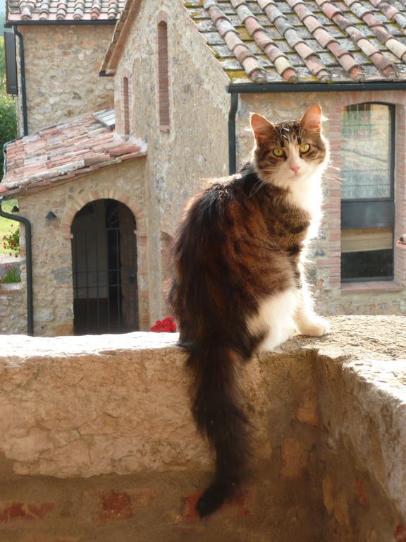 Agriturismo Colli Di Travale Montieri Dış mekan fotoğraf